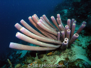 Pretty Purple Pipes... by Lisa Hinderlider 